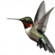 Google’s hummingbird – a new search algorithm for the search engine