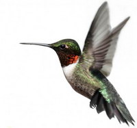 Google’s hummingbird – a new search algorithm for the search engine